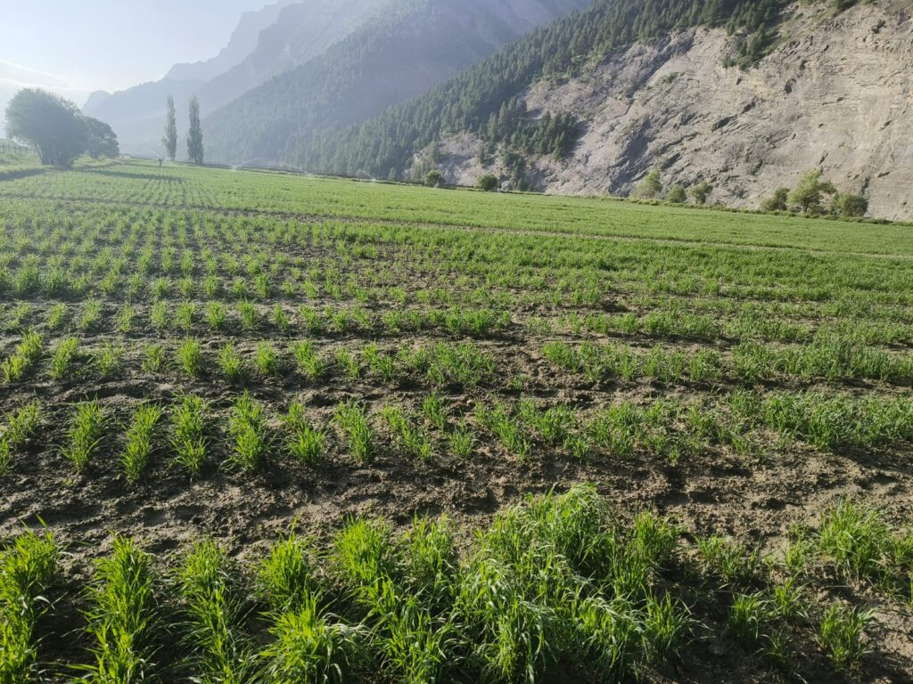 Crop Image