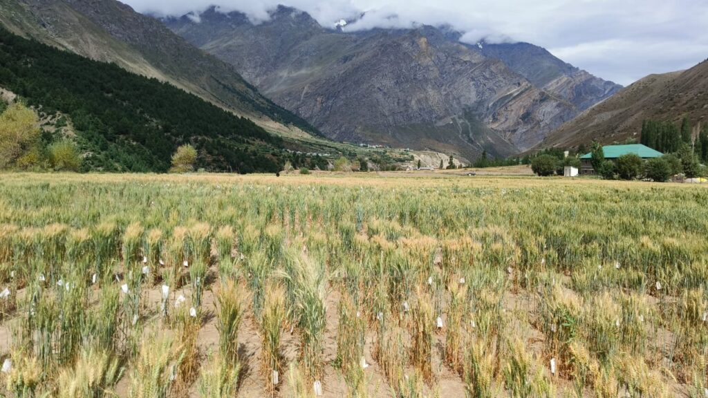 Dalang Maidan Sowing crop image