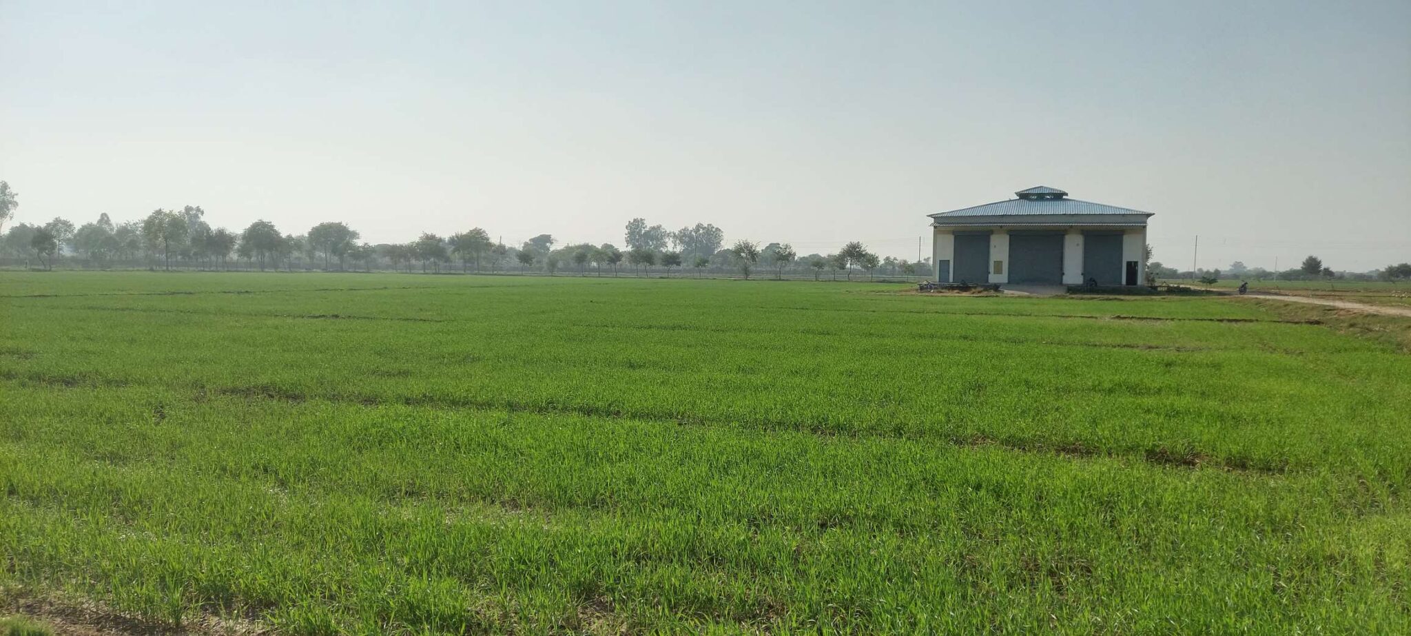 Hisar Farm – iiwbr