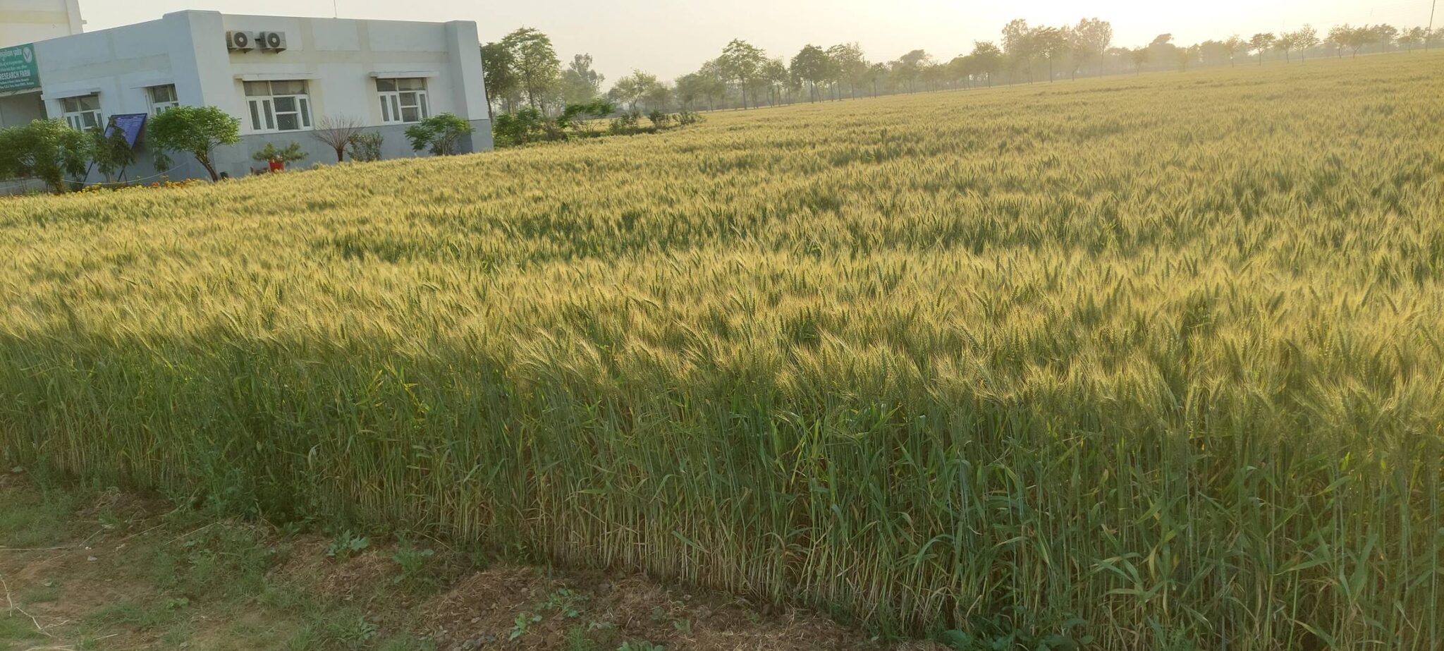Hisar Farm – iiwbr