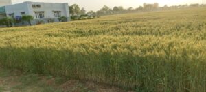 Hisar Farm Image
