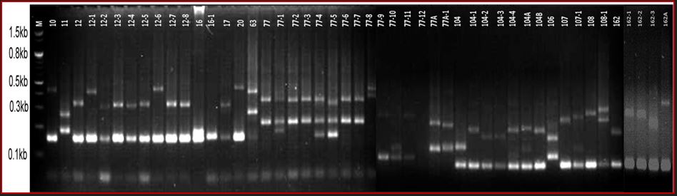 Allelic Pattern Image