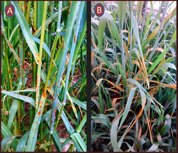 Black and Yellow rust genetic resource Image