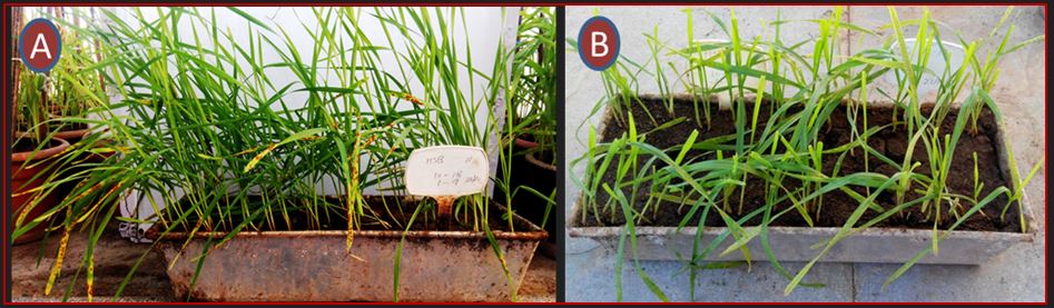 Black and yellow rust Image